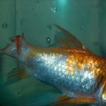 5 bệnh phổ biến ở cá cảnh và cách chữa
