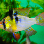 10 loài cá cảnh có màu sắc đẹp rực rỡ nhất