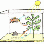 Tạo khí Oxy (O2), Cacbonic (CO2) cho bể thủy sinh