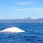 Cá voi trắng cực hiếm xuất hiện ở biển Australia