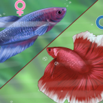 Cách lựa chọn và phân biệt giới tính cá Betta