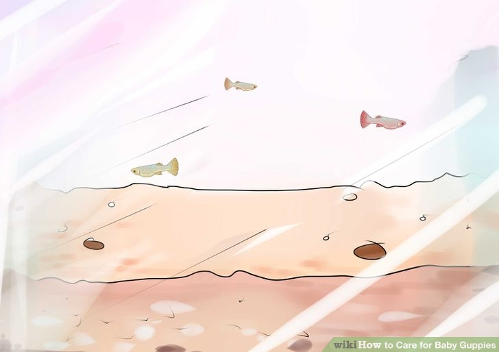 cách nuôi cá bảy màu con