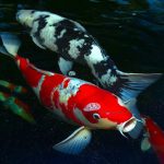 Các loại cá chép koi Nhật