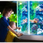 Những kinh nghiệm nuôi cá cảnh